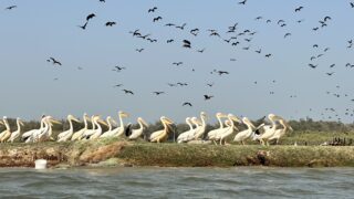 セネガル研修活動報告⑬サン・ルイ観光2日目